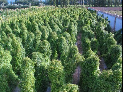 上海華翠農副產品有限責任公司 深耕蔬菜種植，打造綠色健康產業