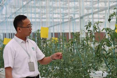 員工一年翻番，滬郊小鎮農業公司逆勢擴張背后的蔬菜種植新篇章